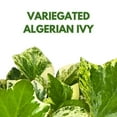 thumbnail image 2 of BubbleBlooms Variegated Algerian Ivy 4 inch Hedera algeriensis, 2 of 9