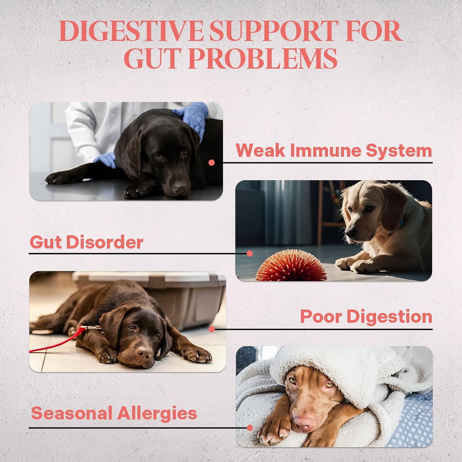 "Healthy Dogma K9 Probiotix – Natural Probiotic Powder for Dogs – Gut Health & Digestive Support with Slippery Elm, Licorice & Ginger – Easy-to-Mix Supplement – All-Natural, Made in USA (6 oz) "