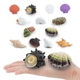 thumbnail image 2 of Juego de figuras de conchas marinas, 14 piezas, realistas, conchas oceánicas de PVC, 2 of 2