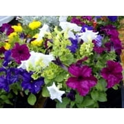 250 MIXED COL PETUNIA Red Pink White Purple ++ Flower Seeds *Flat S/H