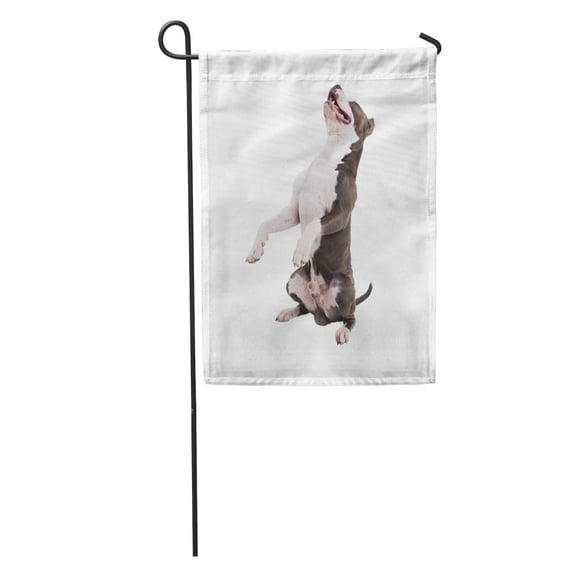 SIDONKU Adorable American Pit Bull Terrier Posing Studio Pose Bunny Adult Garden Flag Decorative Flag House Banner 28x40 inch