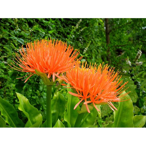 Orange Flower Orange Flower Scadoxus Vaƒae A A C Rviraƒae A A G Inch By 30 Inch Laminated Poster With Bright Colors And Vivid Imagery Fits Perfectly In Many Attractive Frames Walmart Com Walmart Com