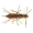 CRAZY BUG, variant on GEECRACK IMO KEMUSHI STICK WORM 4PK - 2.5 IN
