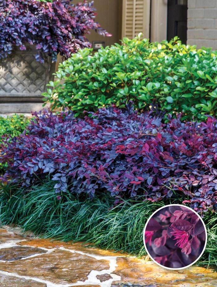 Southern Living Purple Daydream Loropetalum Live Shrub in 2-Gallon Grower Pot