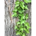 thumbnail image 5 of Green English Ivy - 4 Live Plants in 3 Inch Pots - Hedera Helix - Beautiful Easy Care Indoor Air Purifying Houseplant Vine, 5 of 5