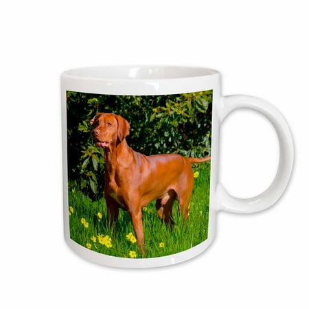 

3dRose Vizsla thinking of lizards MR Ceramic Mug 15-ounce