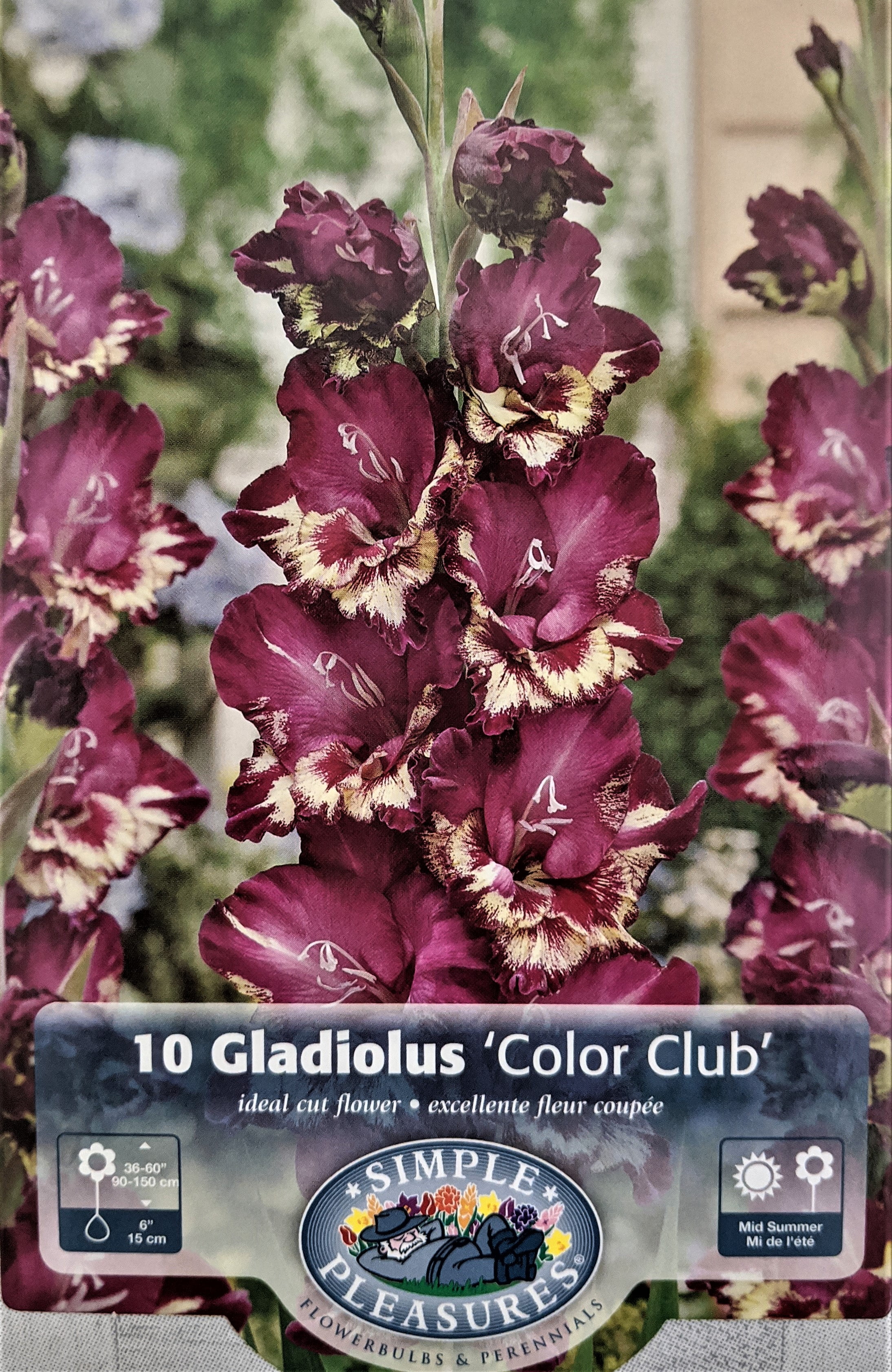 Color Club Large Flowering Gladiolus 10 Bulbs 12/14 cm