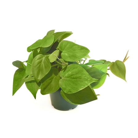 6 in. Philodendron Cordatum Plant in Grower Container