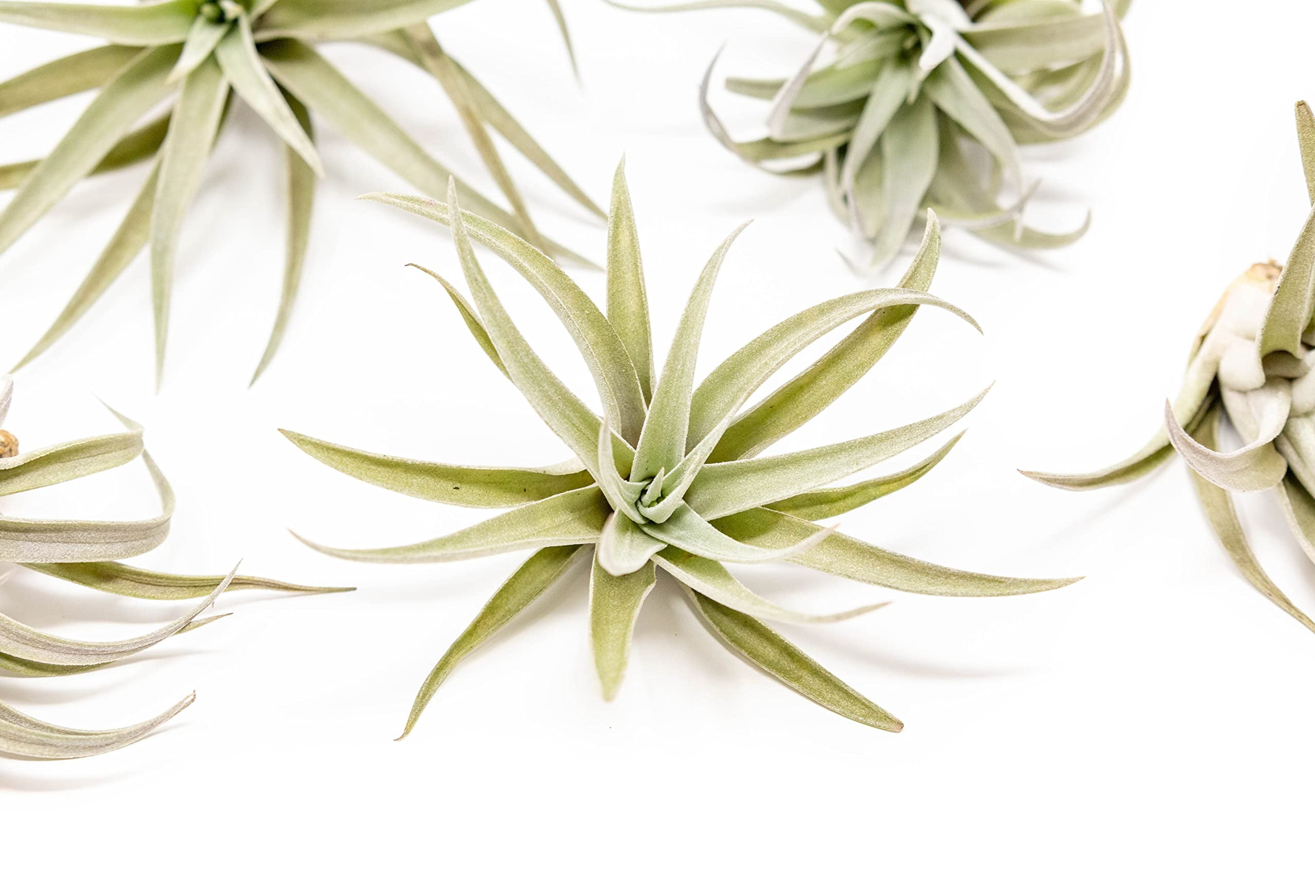Air Plants The Inca Collection - Live Succulent House Plants - Available in Wholesale and Bulk - Home and Garden Decor - Easy Care Indoor and Outdoor Plants (Pack of 25)
