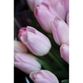 thumbnail image 2 of Soft Pink Tulips I Poster Print by Erin Berzel (20 x 28), 2 of 2