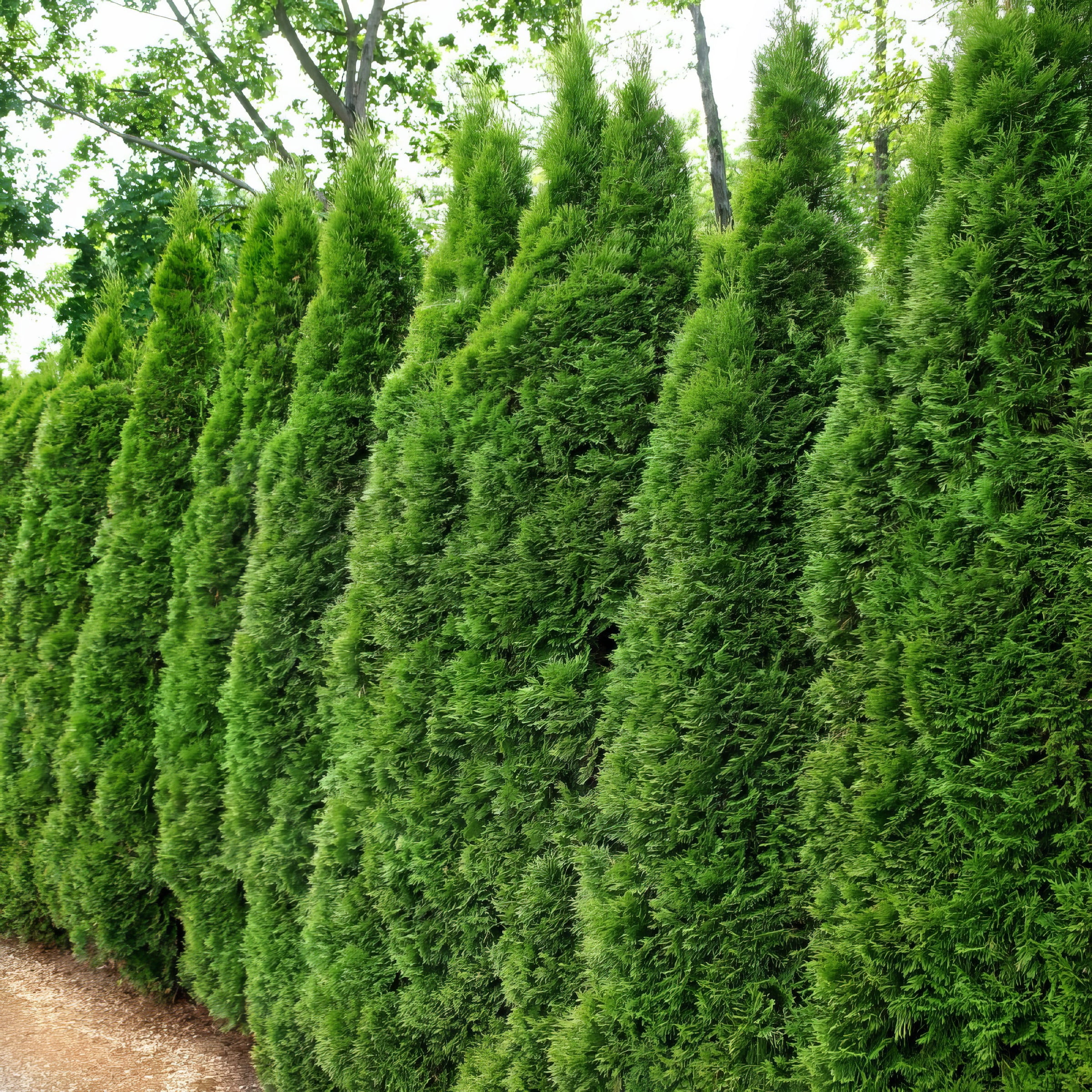 National Plant Network Live Shrub 3 gal Arborvitae 'Emerald Green' with Full Sunlight