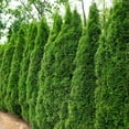 thumbnail image 4 of National Plant Network Live Shrub 3 gal Arborvitae 'Emerald Green' with Full Sunlight, 4 of 5