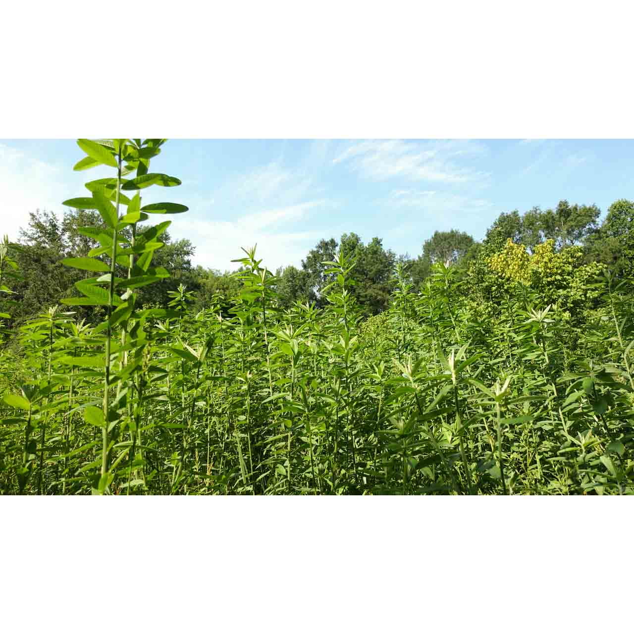 Whitetail Institute Sunn Hemp Food Plot Mix 7 lbs