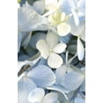 thumbnail image 2 of Light Blue Hydrangea Wall Mural by Wallmonkeys Peel and Stick Graphic (24 in H x 16 in W) WM328811, 2 of 4