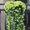 Green, variant on LSLJS Artificial Flowers Fashion Household Violet Wall Hanging Violet Artificial Flower Decoration Simulation Wall