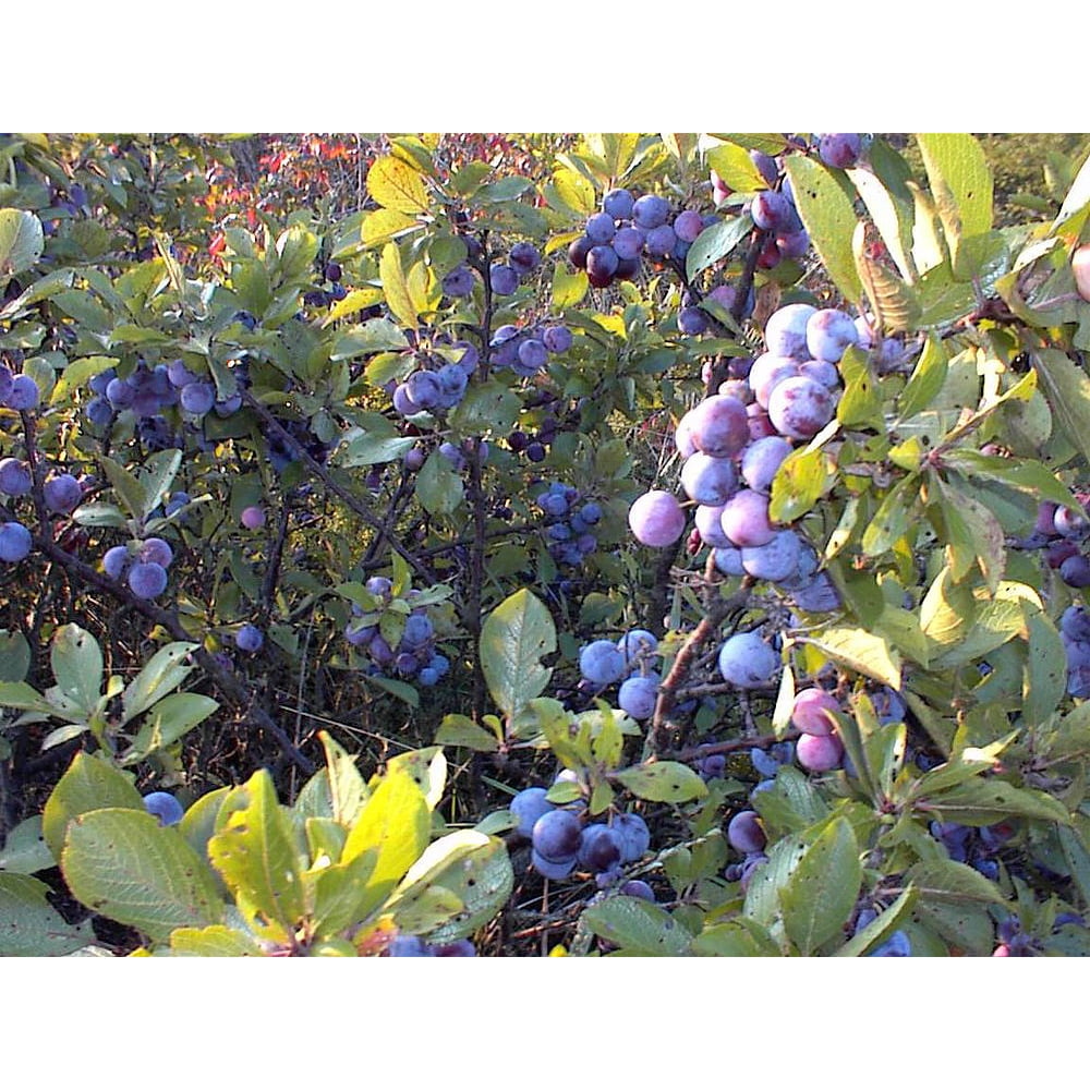 Plum Berry Beach Plum Prunus maritima Plumberry 3.25" Pot