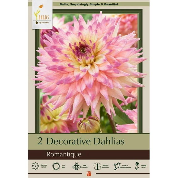 Romantique Decorative Dahlia - #1 Size Root Clump -Blush Colored Blooms