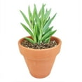 thumbnail image 2 of String of Fishhooks Trailing Succulent - 4 inch + Plastic Pot, 2 of 4