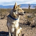 thumbnail image 2 of Collar para perro Coastal K9 Explorer reflectante ajustable 1,6 cm, 2 of 7