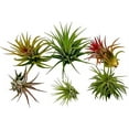 thumbnail image 2 of Ragnaroc 3" Tillandsia Ionantha Live Plants (6 Count), 2 of 8