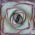 thumbnail image 2 of Garsot 26x26 Black Ornate Wood Framed with Double Matting Museum Art Print Titled - Macro Succulent, 2 of 4