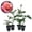 4 Plants, variant on Color Magic Rose Bush - Live Starter Plant in a 2 Inch Growers Pot - Beautifully Fragrant Hybrid Tea Rose - A Versatile Beauty with Large Blooms
