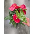 thumbnail image 3 of 8 inch Pot XL Anthuriums Red Flower Big Plant- Get similar to picture, 3 of 3