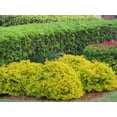 thumbnail image 4 of Duranta Gold Mound  1 Extra Large 3 Gallon Plant  Duranta Erecta 'Gold Mound'  Vibrant Foliage  Landscape Accent, 4 of 7