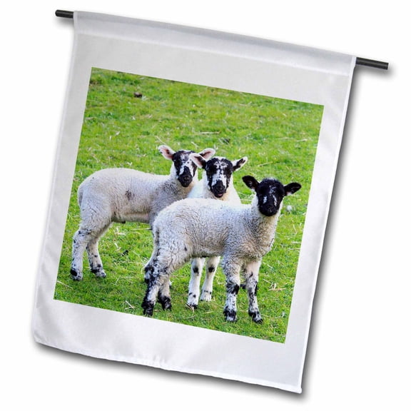 3dRose, England, West Yorkshire. Lambs., 12 x 18 inch Garden Flag