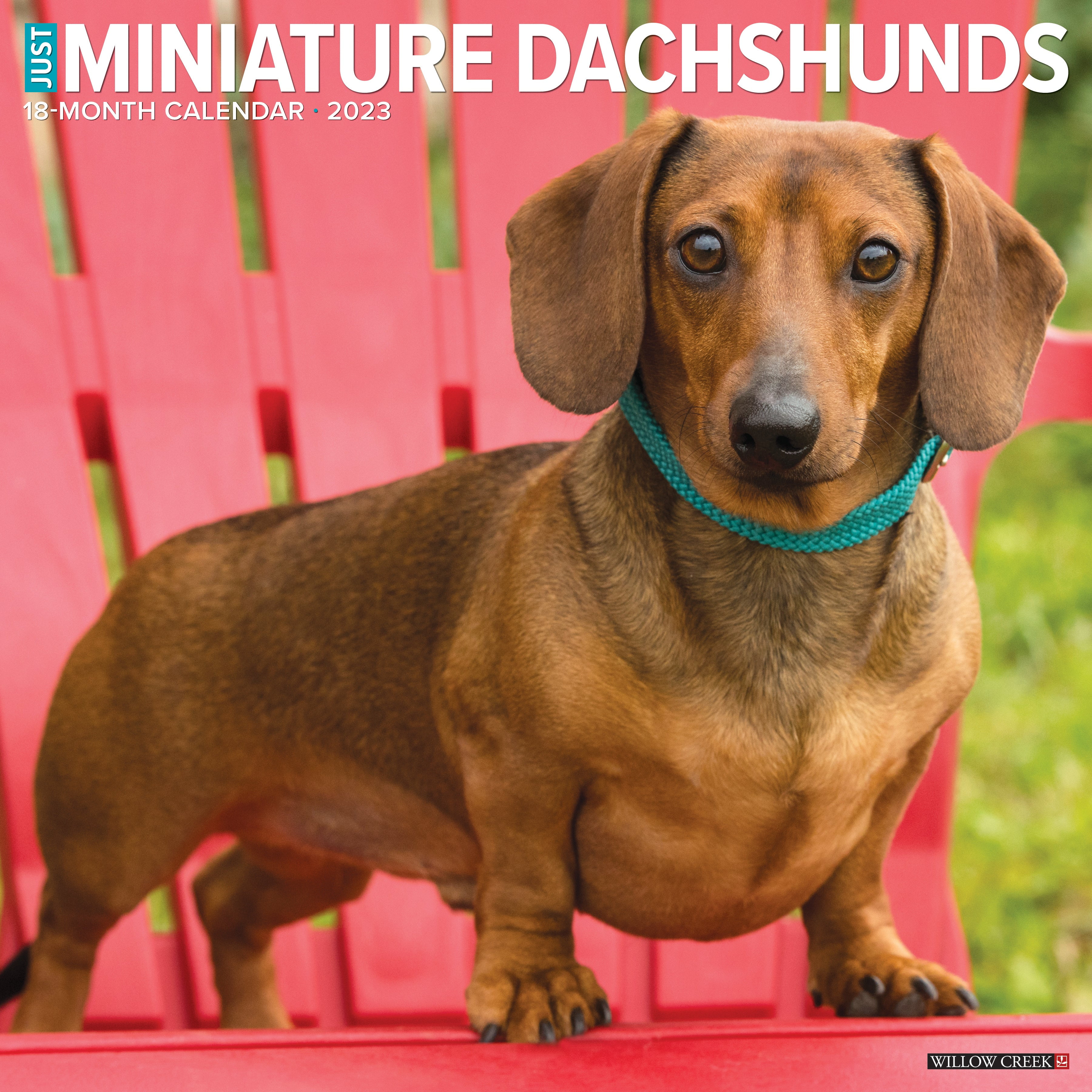 Just Miniature Dachshunds 2023 Wall Calendar