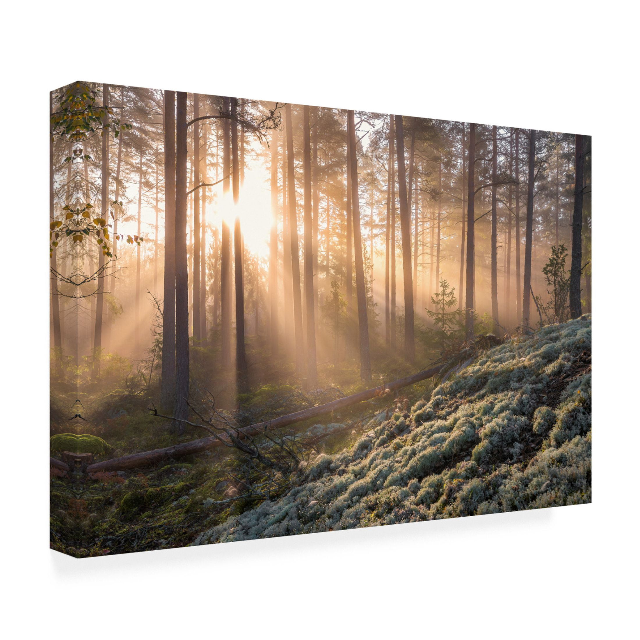Canvas Wall Art - Christian Lindsten 'Fog In The Forest With White Moss In The Forground' Wall Art for Living Room, Bedroom, or Office Décor by Trademark Fine Art - 24 x 16 Inches