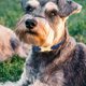 thumbnail image 1 of KAKOWELY 3Ud Etiquetas Para Perro Hueso En Inoxidable Dorado Resistentes Y, 1 of 7