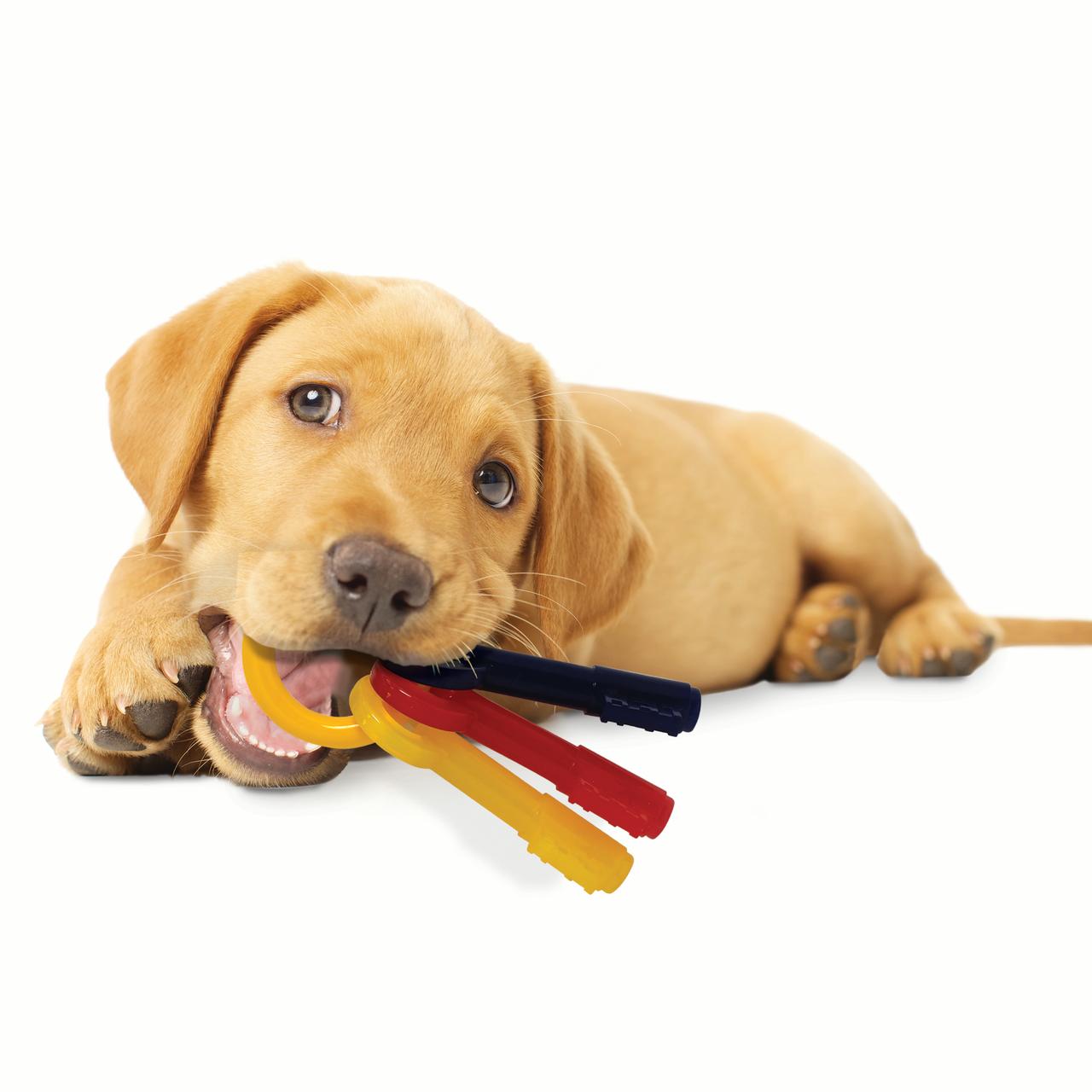 Nylabone Just for Puppies Teething Chew Toy Keys Bacon Medium/Wolf (1 Count) - image 3 of 7