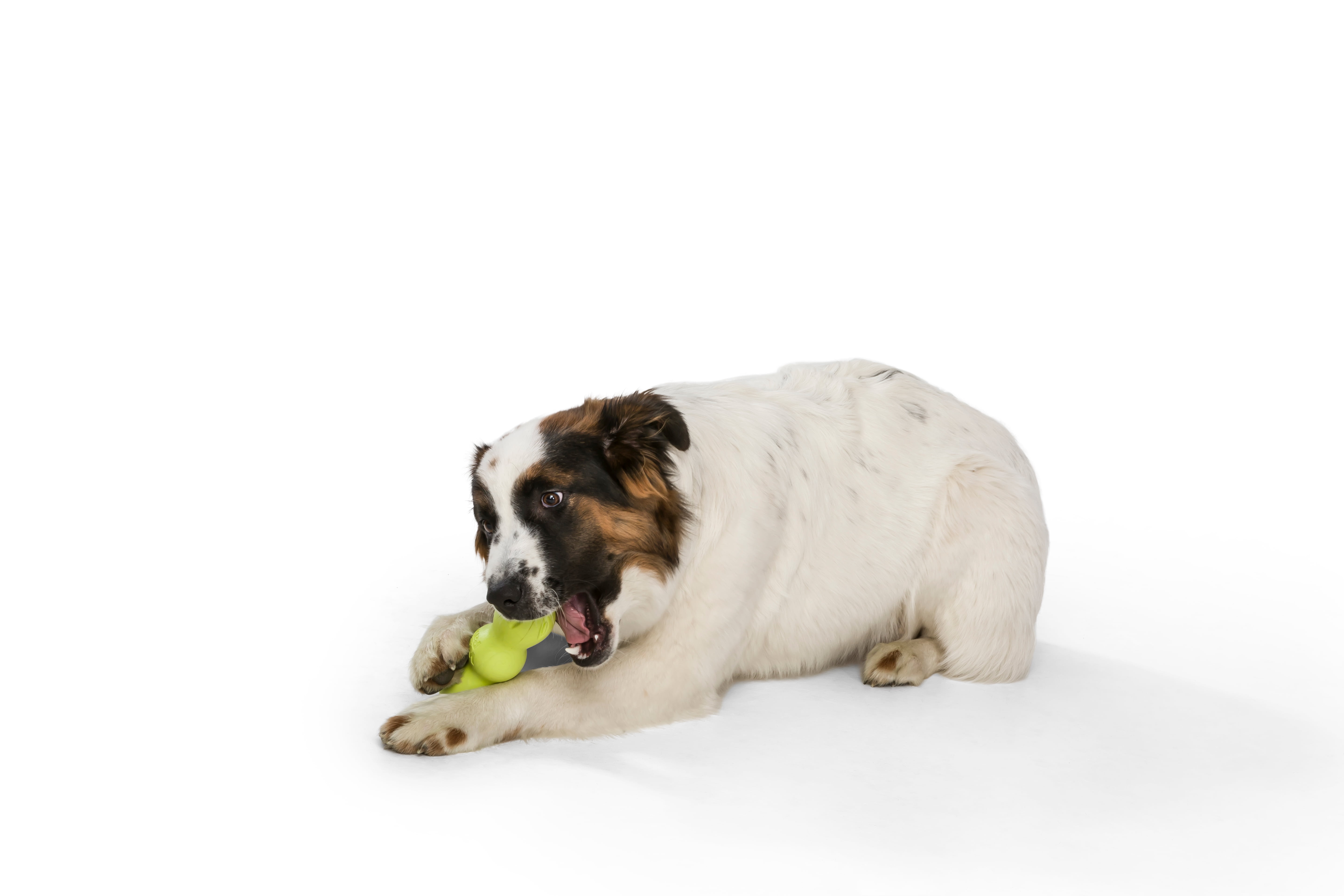West Paw Zogoflex Rumpus Medium 6.25" Dog Toy Granny Smith