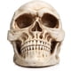 thumbnail image 1 of Resina cráneo decoración artesanía figurillas casero bar escritorio accesorios decorativos estilo gótico estilo de vida enseñando apoyo para fiesta de halloween Kearding HA011077-00B, 1 of 7