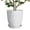 Matte White, variant on 8 inch Ceramic Planter - Round Modern Flower Pots with Drainage Hole & Saucer for Women & Mom on Mother's Day, for Orchids & Flowers, Matte White