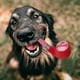 thumbnail image 5 of Juguetes Chirriantes Para Perros Grandes Pipetoy Giggles Juguete Para Perros Giggle Puff Stick Toys Con Un Juego De Juguetes De Peluche Interactivos Para Perros Pequeños, Medianos Y Grandes, 5 of 7