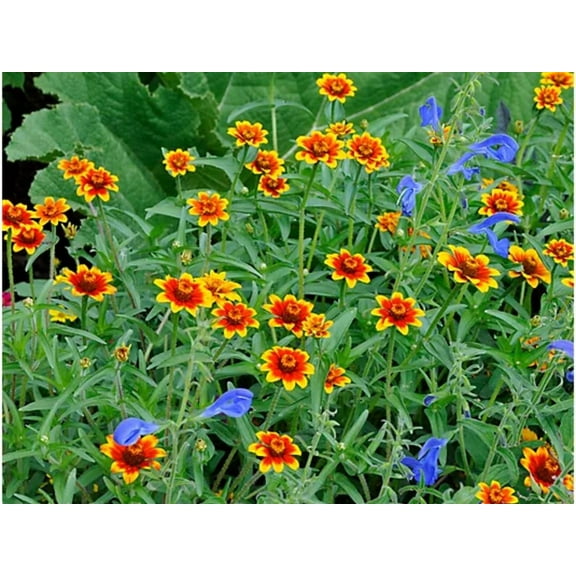 30 Seeds Mexican Zinnia - Zinnia Flower Seeds - Bright Blooming Annuals - Heat Tolerant Flowers