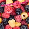 thumbnail image 2 of Set 4 Raspberry Plants Live 5 To 8 Inch Tall, Raspberry Bush Live Plants, Sweet Raspberries Fruit Seedlings (Mixed Raspberry), 2 of 6