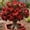 a, variant on Desert Rose-Easy Grow-Low Maintenance-Ideal for Beds Borders,Plant Pots & Planters