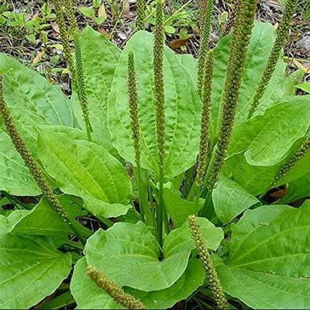 Broadleaf Plantain - 50+ Seeds - Plantago Major Llanten Non GMO Seeds Perennial Herb Seeds for Planting Garden Home and Outdoor