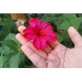 thumbnail image 6 of 25 RED FOUR O'CLOCK Marvel of Peru Mirabilis Jalapa Flower Seeds, 6 of 6