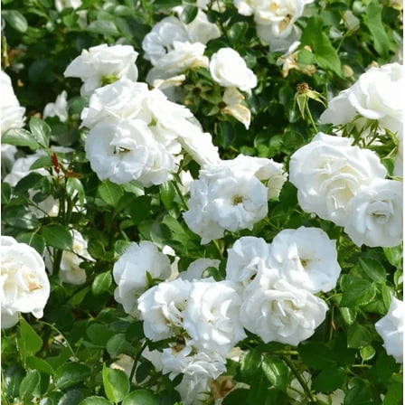 Prosperity White Climbing Rose Live Plant, Can Grow As Rose Bushes Shrubs, Fragrant Ready to Plant, Starter Size, 5 to 10 Inc Tall