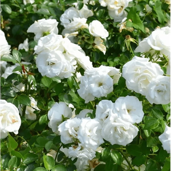 Prosperity White Climbing Rose Live Plant, Can Grow As Rose Bushes Shrubs, Fragrant Ready to Plant, Starter Size, 5 to 10 Inc Tall