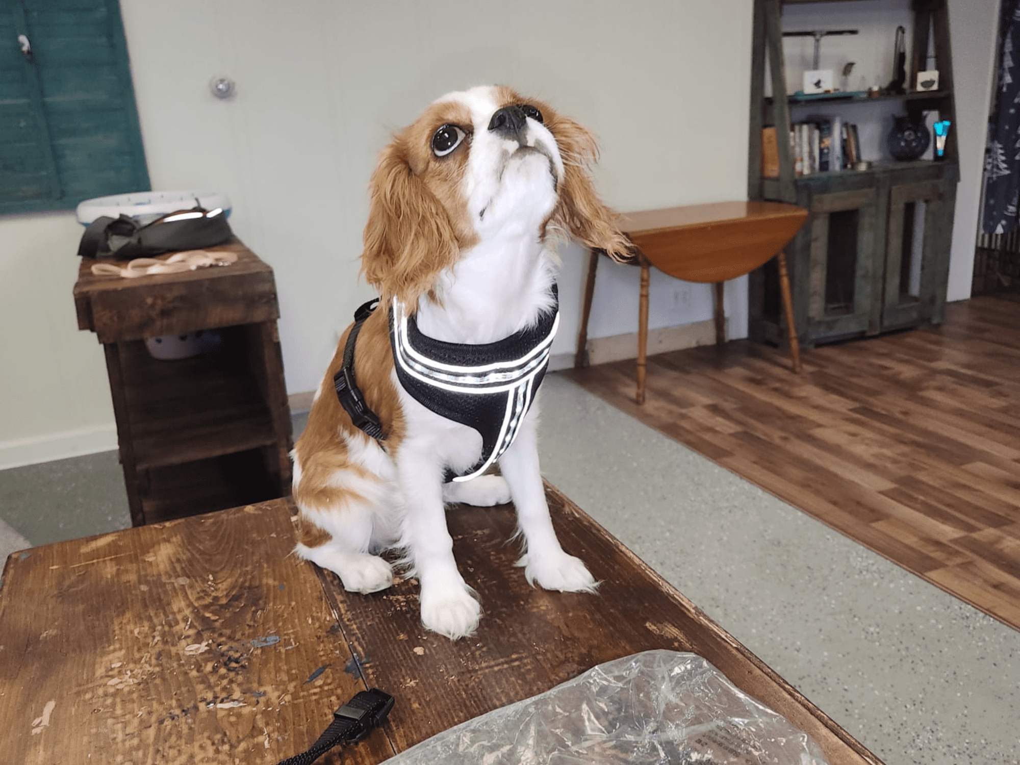Remote-Controlled Reflective LED Safety Vest for Your Dog & Cat For Prevent Accidents |  Glow-in-the-Dark Night Walking Harness | Rechargeable & Safe Battery Technology