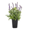 thumbnail image 2 of Expert Gardener 1.5PT Blue Salvia Live Perennial Plant Sun 5 -Pack, 2 of 7