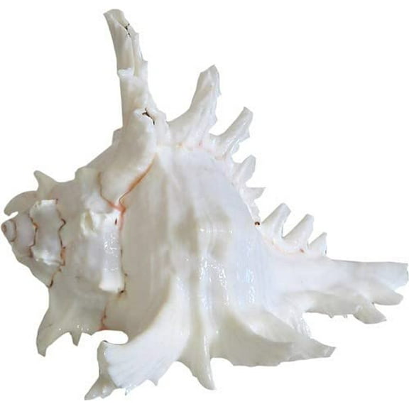 Natural Blowing Shankh - Natural Gaumukhi Shankh (Panchmukhi) -Vishnu Garuda Shankh Blowing Shankh(White) By Indian Collectible