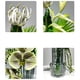 thumbnail image 3 of Simulación de arreglo verde for sala de estar, mesa de comedor, mesa de centro, centros de mesa, ramo de flores artificiales de lujo, florero de vidrio, 3 of 7