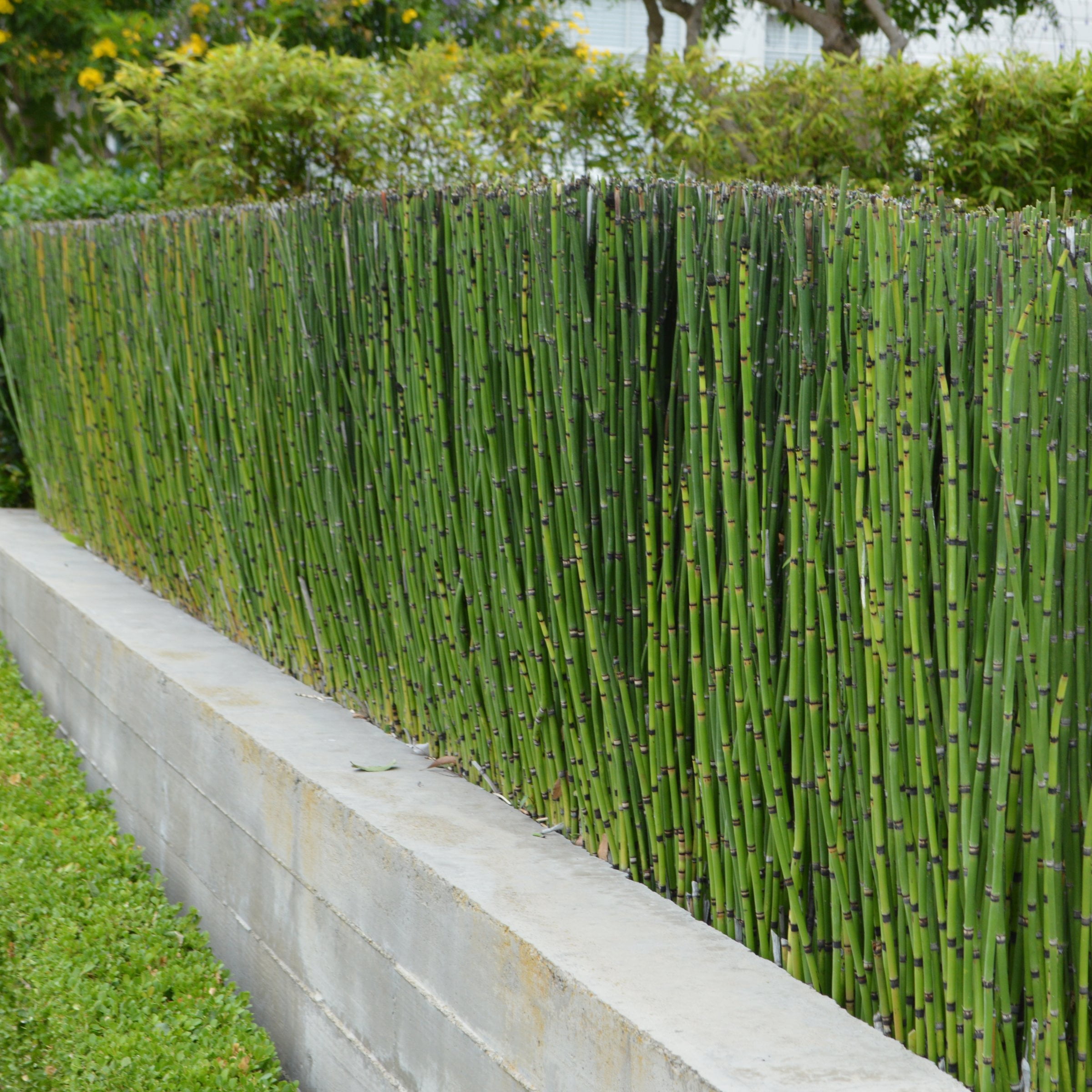 1 gal. Equisetum Horsetail Plant