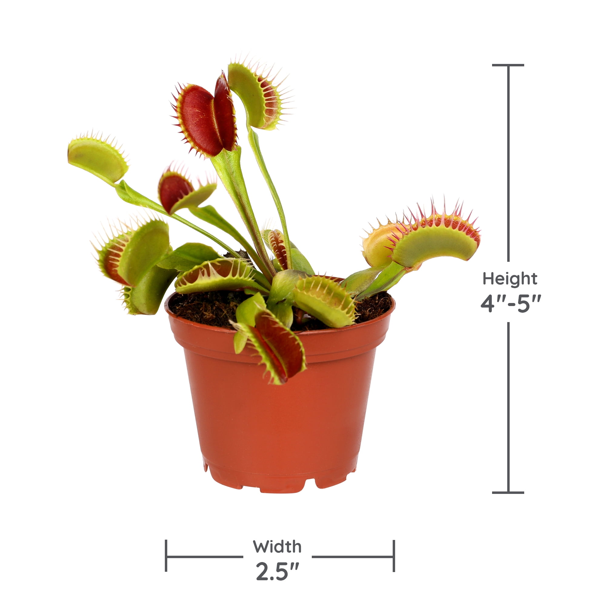 (2 pack) Live Venus Fly Trap in 3" Grower Pot in Decorative Tube